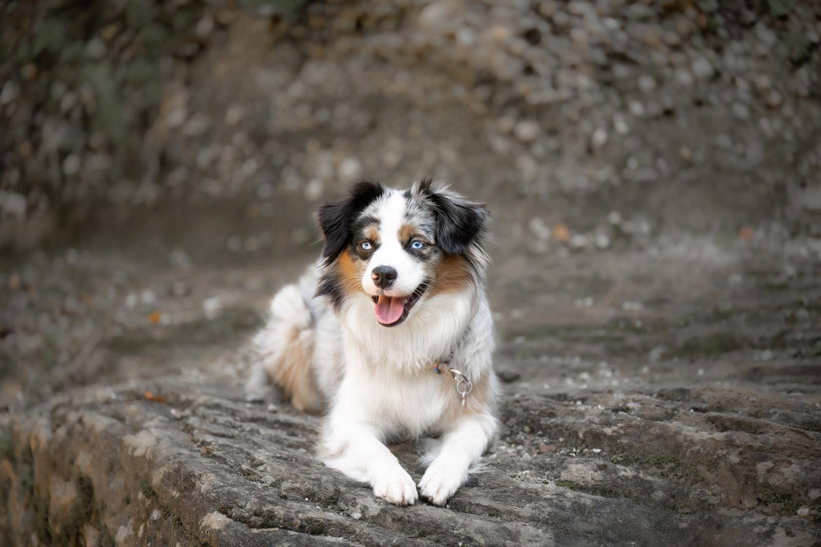 tutticani-academy-hundetrainer-verhaltenstrainer-vorteile